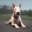 Placeholder: bullterrier