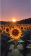 Placeholder: golden sun flower against sunset
