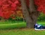 Placeholder: old man sleeping by maple tree