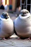 Placeholder: Chubby and cute pigeons