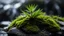 Placeholder: Close up of a spruce seedling on a wet rock,,moss,high details,dark place