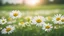 Placeholder: chamomile field, bright colors, blurred background