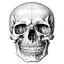 Placeholder: front view human skull drawing