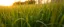 Placeholder: closeup of green grasses on the prairie, with golden sunset