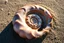 Placeholder: beautiful macro photography, close up of an iridescent-colored fractal spiral of a nautilus shell laying on the rough sand of a beach, moist and glinting in the sun, intricate fractal pattern, Fibonacci sequence, spiral has an complex pattern with precise, consistent geometry, sun glare effect, perfect nature photography, shadows