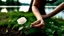 Placeholder: a young woman's hand plants a small white rose stem in the ground, in the background a lake, some green trees, ultra detailed, sharp focus, perfect hands, perfect photo