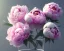 Placeholder: Pink peonies, Fantastic flower, ultra graphics, RTX, TXXA, SSAO, High quality,hyperrealistic, Super detailed, HDR,4k