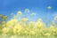 Placeholder: bottom half canola plants detailed, top half sky