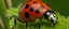 Placeholder: miracoulus ladybug