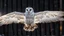 Placeholder: angel's view back to the camera a barn owl flying over a small winter village, snowy landscape, little light, sunrise, some small Hungarian old country houses from above, perspective, high detailed, sharp focuses, photorealistic, cinematic