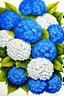 Placeholder: cobalt blue, ultramarine blue, and white lace dinnerplate hydrangea flowers; colored pencil drawing