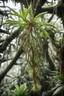 Placeholder: A beautiful epiphyte