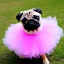 Placeholder: pug wearing a tutu