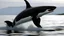 Placeholder: killer whale jumping out of the water