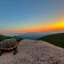 Placeholder: Turtle watching the sunset on the mountain