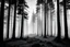 Placeholder: moody forest scene , pomd, black and white, black forest, foggy