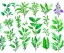 Placeholder: Vector plants and herb set illustration. Watercolor illustration color