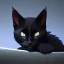 Placeholder: Gato negro durmiendo en la noche