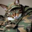 Placeholder: Gato militar