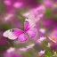 Placeholder: pink butterfly