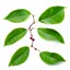 Placeholder: unconnected plum-cherry leaves on white background, stock image