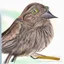 Placeholder: Portrait of a dunnock with art markers