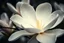 Placeholder: Melancholic, ultra-realistic vintage photograph of a The magnolia, atmosphere of quiet sadness and timeless beauty, cinematic, hyper-detailed, emotional and mesmerizing, bloom, aesthetic photo