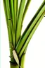 Placeholder: bamboo stem