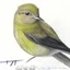 Placeholder: Portrait of a chiffchaff with art markers