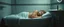 Placeholder: sossage sleeping in bathroom
