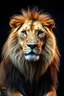 Placeholder: a lion, photography, studio photo, on focus,