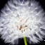 Placeholder: a small, fluffy dandelion on fire at the middle left part of the picture, dreamlike minimalist art with a lot of white space around it