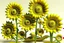 Placeholder: 3d,sunflowers,patterns,minimalism,