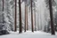 Placeholder: Winterlandschaft Schneebeckte Tannenbäume