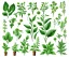 Placeholder: Vector plants and herb set illustration. Watercolor white backdrop