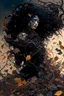 Placeholder: abstract creation of a beautiful girl with black curly hair, surrounded by black roses, thick metal chain broken, glass petals on the ground, autumn colours,dried out thorn bush, chaos,