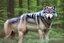 Placeholder: wolf in a forest, real image, real photograph, photograph taken with a canon camera and an 18-125 zoom lens