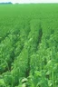 Placeholder: cover crops agriculture