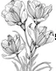 Placeholder: real massive Freesia flower coloring page