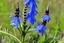 Placeholder: viper's bugloss