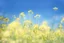 Placeholder: bottom half canola plants, top half sky