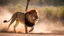 Placeholder: A large african male lion hunting a Impala, dynamic action, jumping, splashes of sand, nature photography, raking light, blue lights in the background --ar 16:9 --style raw --v 6.0