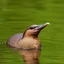 Placeholder: duck billed platypus