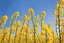 Placeholder: clear blue sky for top half, across Middle is canola flowers with green canola stems branches and leaves below, rapeseed sharp focus, realistic