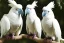 Placeholder: Two sulphur crested cockatoos are sitting on a branch and eat a peanut. Realistic. Sift colours.