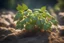 Placeholder: A creeper plant, natural volumetric cinematic perfect light, 135mm, photorealistic, no bokeh, good depth of field, award winning photo, beautiful composition, 16k, HDR, sharp focus, masterpiece