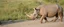 Placeholder: cow rhino
