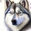 Placeholder: Colored pencil drawing. Portrait, realistic, dog, fur texture, husky