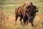 Placeholder: Bison walking uphill towards viewer's right, prairie grasses and plants in foreground, background fades out to completely white