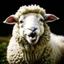 Placeholder: a sheep is smiling